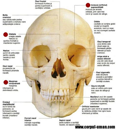 Baza de craniu